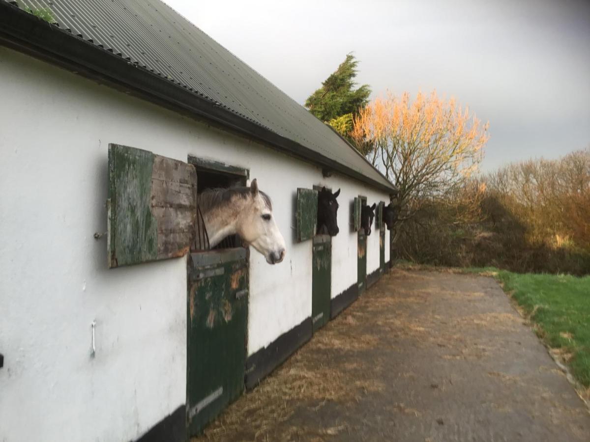 Dromelihy House Stud Doonbeg Exterior foto