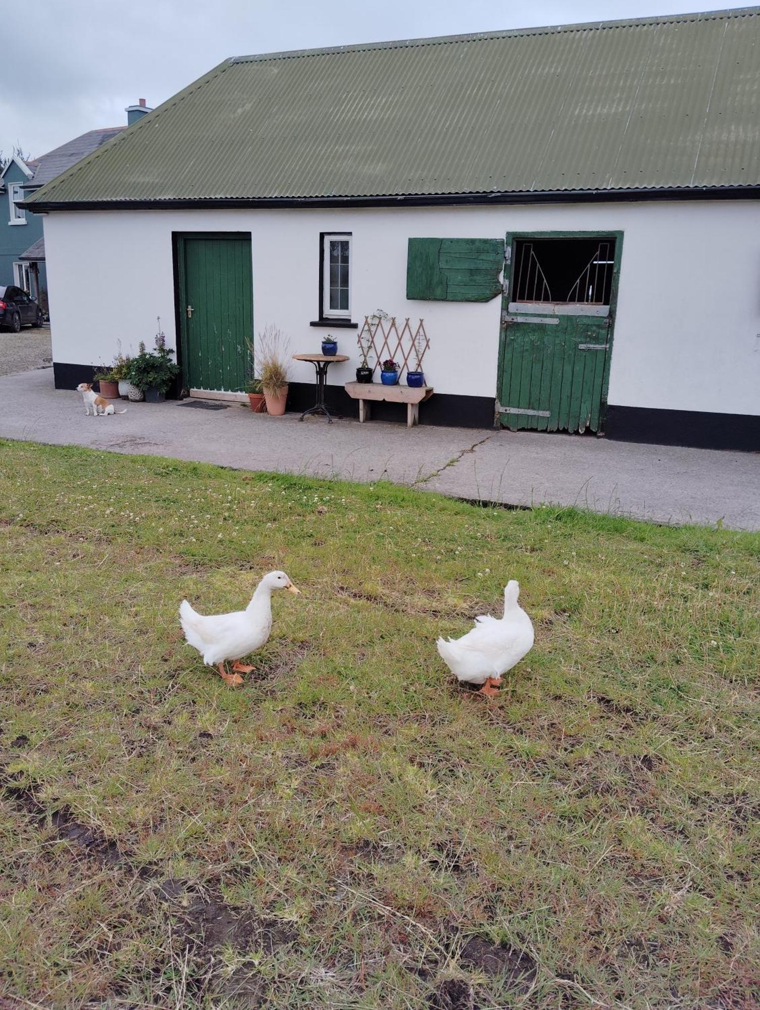 Dromelihy House Stud Doonbeg Exterior foto
