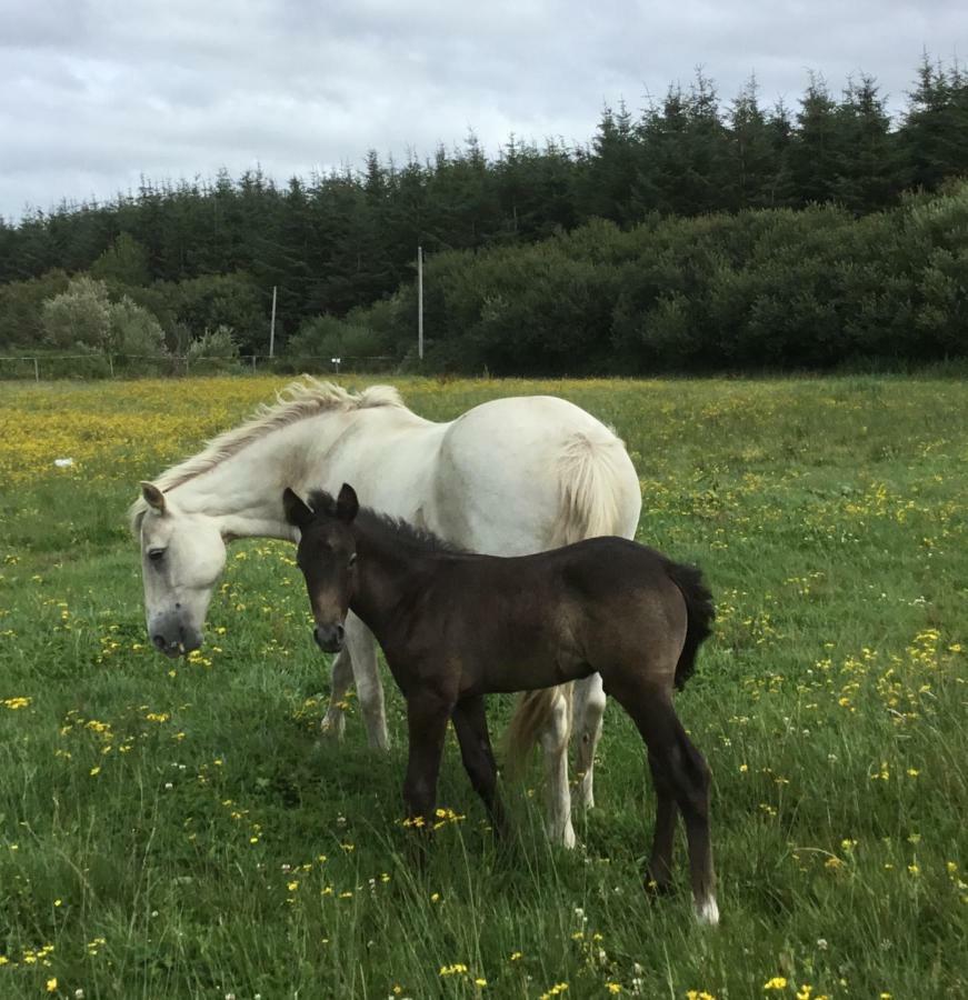 Dromelihy House Stud Doonbeg Exterior foto